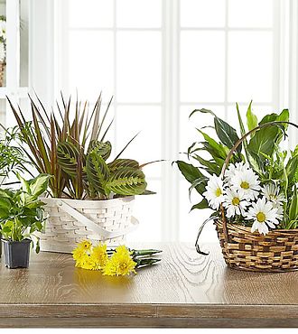 Florist Designed Dishgarden for Any Occasion