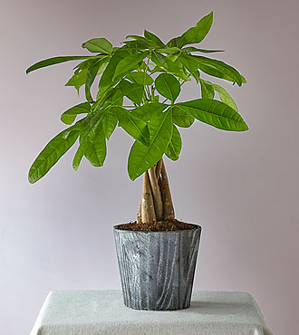 Lucky Day Money Tree with Planter