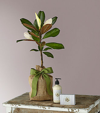 Magnolia Sapling and Lavender Soap Gift Set
