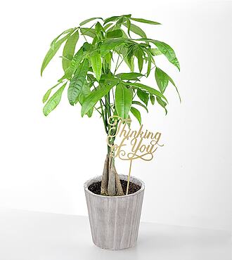 Thinking of You Money Tree Gift