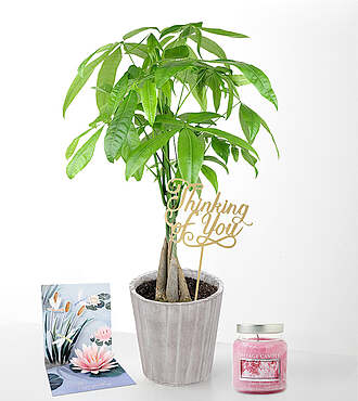 Thinking of You Money Tree Gift Set